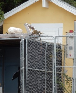 Iguan climbs fence to roof